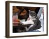 A Cat Joins its Owner Reading a Book at a Tokyo Cafe-null-Framed Premium Photographic Print