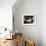 A Cat Joins its Owner Reading a Book at a Tokyo Cafe-null-Framed Premium Photographic Print displayed on a wall