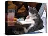 A Cat Joins its Owner Reading a Book at a Tokyo Cafe-null-Stretched Canvas