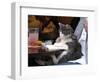 A Cat Joins its Owner Reading a Book at a Tokyo Cafe-null-Framed Photographic Print