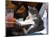 A Cat Joins its Owner Reading a Book at a Tokyo Cafe-null-Mounted Photographic Print