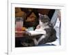 A Cat Joins its Owner Reading a Book at a Tokyo Cafe-null-Framed Photographic Print