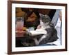 A Cat Joins its Owner Reading a Book at a Tokyo Cafe-null-Framed Photographic Print