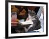 A Cat Joins its Owner Reading a Book at a Tokyo Cafe-null-Framed Photographic Print