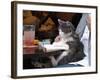 A Cat Joins its Owner Reading a Book at a Tokyo Cafe-null-Framed Photographic Print