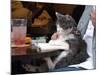 A Cat Joins its Owner Reading a Book at a Tokyo Cafe-null-Mounted Photographic Print