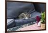 A Cat on a Restaurant Chair-Massimo Borchi-Framed Photographic Print