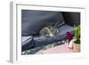 A Cat on a Restaurant Chair-Massimo Borchi-Framed Photographic Print