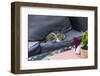 A Cat on a Restaurant Chair-Massimo Borchi-Framed Photographic Print