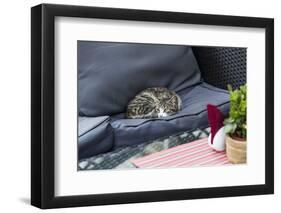 A Cat on a Restaurant Chair-Massimo Borchi-Framed Photographic Print