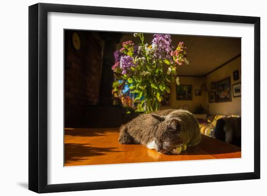 A cat taking a nap on a sunny table-Mark A Johnson-Framed Premium Photographic Print