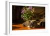 A cat taking a nap on a sunny table-Mark A Johnson-Framed Premium Photographic Print