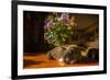 A cat taking a nap on a sunny table-Mark A Johnson-Framed Photographic Print