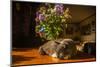 A cat taking a nap on a sunny table-Mark A Johnson-Mounted Premium Photographic Print