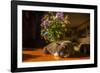 A cat taking a nap on a sunny table-Mark A Johnson-Framed Photographic Print