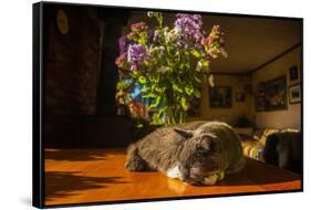 A cat taking a nap on a sunny table-Mark A Johnson-Framed Stretched Canvas