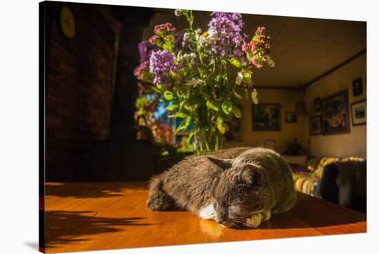 A cat taking a nap on a sunny table-Mark A Johnson-Stretched Canvas