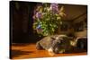 A cat taking a nap on a sunny table-Mark A Johnson-Stretched Canvas