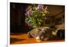 A cat taking a nap on a sunny table-Mark A Johnson-Framed Photographic Print