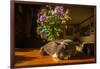 A cat taking a nap on a sunny table-Mark A Johnson-Framed Photographic Print