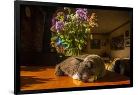 A cat taking a nap on a sunny table-Mark A Johnson-Framed Photographic Print