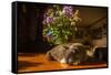 A cat taking a nap on a sunny table-Mark A Johnson-Framed Stretched Canvas