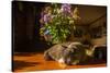 A cat taking a nap on a sunny table-Mark A Johnson-Stretched Canvas