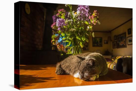 A cat taking a nap on a sunny table-Mark A Johnson-Stretched Canvas