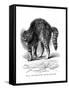 A Cat Terrified by a Dog, 1872-null-Framed Stretched Canvas