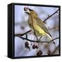 A Cedar Waxwing Tosses up a Fruit from a Flowering Crab Tree, Freeport, Maine, January 23, 2007-Robert F. Bukaty-Framed Stretched Canvas