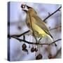 A Cedar Waxwing Tosses up a Fruit from a Flowering Crab Tree, Freeport, Maine, January 23, 2007-Robert F. Bukaty-Stretched Canvas