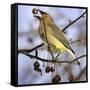 A Cedar Waxwing Tosses up a Fruit from a Flowering Crab Tree, Freeport, Maine, January 23, 2007-Robert F. Bukaty-Framed Stretched Canvas