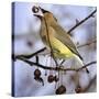 A Cedar Waxwing Tosses up a Fruit from a Flowering Crab Tree, Freeport, Maine, January 23, 2007-Robert F. Bukaty-Stretched Canvas