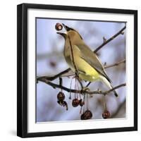 A Cedar Waxwing Tosses up a Fruit from a Flowering Crab Tree, Freeport, Maine, January 23, 2007-Robert F. Bukaty-Framed Premium Photographic Print