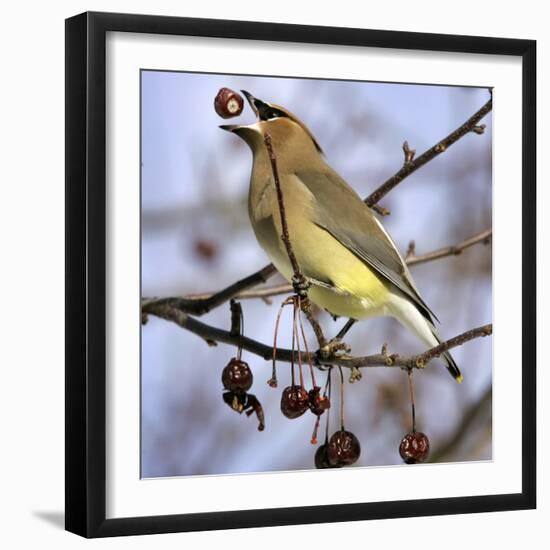 A Cedar Waxwing Tosses up a Fruit from a Flowering Crab Tree, Freeport, Maine, January 23, 2007-Robert F. Bukaty-Framed Premium Photographic Print