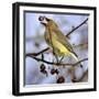 A Cedar Waxwing Tosses up a Fruit from a Flowering Crab Tree, Freeport, Maine, January 23, 2007-Robert F. Bukaty-Framed Premium Photographic Print