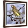 A Cedar Waxwing Tosses up a Fruit from a Flowering Crab Tree, Freeport, Maine, January 23, 2007-Robert F. Bukaty-Framed Photographic Print