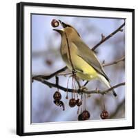 A Cedar Waxwing Tosses up a Fruit from a Flowering Crab Tree, Freeport, Maine, January 23, 2007-Robert F. Bukaty-Framed Photographic Print