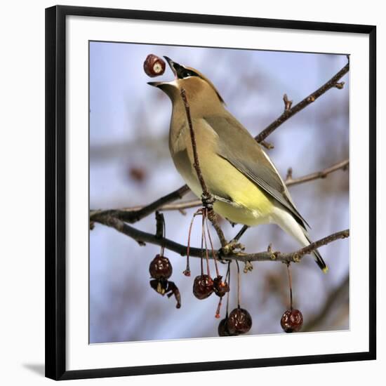 A Cedar Waxwing Tosses up a Fruit from a Flowering Crab Tree, Freeport, Maine, January 23, 2007-Robert F. Bukaty-Framed Photographic Print