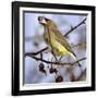 A Cedar Waxwing Tosses up a Fruit from a Flowering Crab Tree, Freeport, Maine, January 23, 2007-Robert F. Bukaty-Framed Photographic Print