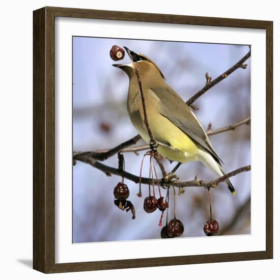 A Cedar Waxwing Tosses up a Fruit from a Flowering Crab Tree, Freeport, Maine, January 23, 2007-Robert F. Bukaty-Framed Photographic Print