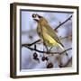 A Cedar Waxwing Tosses up a Fruit from a Flowering Crab Tree, Freeport, Maine, January 23, 2007-Robert F. Bukaty-Framed Photographic Print