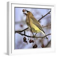 A Cedar Waxwing Tosses up a Fruit from a Flowering Crab Tree, Freeport, Maine, January 23, 2007-Robert F. Bukaty-Framed Photographic Print