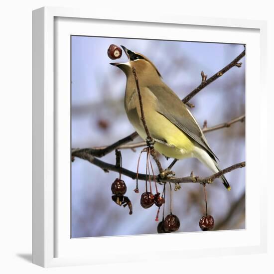 A Cedar Waxwing Tosses up a Fruit from a Flowering Crab Tree, Freeport, Maine, January 23, 2007-Robert F. Bukaty-Framed Photographic Print