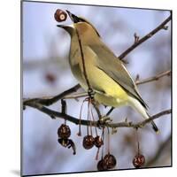 A Cedar Waxwing Tosses up a Fruit from a Flowering Crab Tree, Freeport, Maine, January 23, 2007-Robert F. Bukaty-Mounted Photographic Print