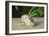 A Celery Root-Odilon Redon-Framed Giclee Print