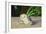 A Celery Root-Odilon Redon-Framed Giclee Print