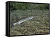 A Chain Pickerel Wimming the River Bottom-Stocktrek Images-Framed Stretched Canvas