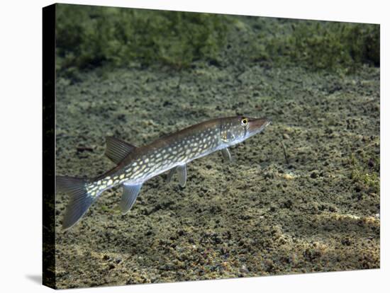 A Chain Pickerel Wimming the River Bottom-Stocktrek Images-Stretched Canvas