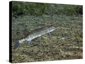 A Chain Pickerel Wimming the River Bottom-Stocktrek Images-Stretched Canvas